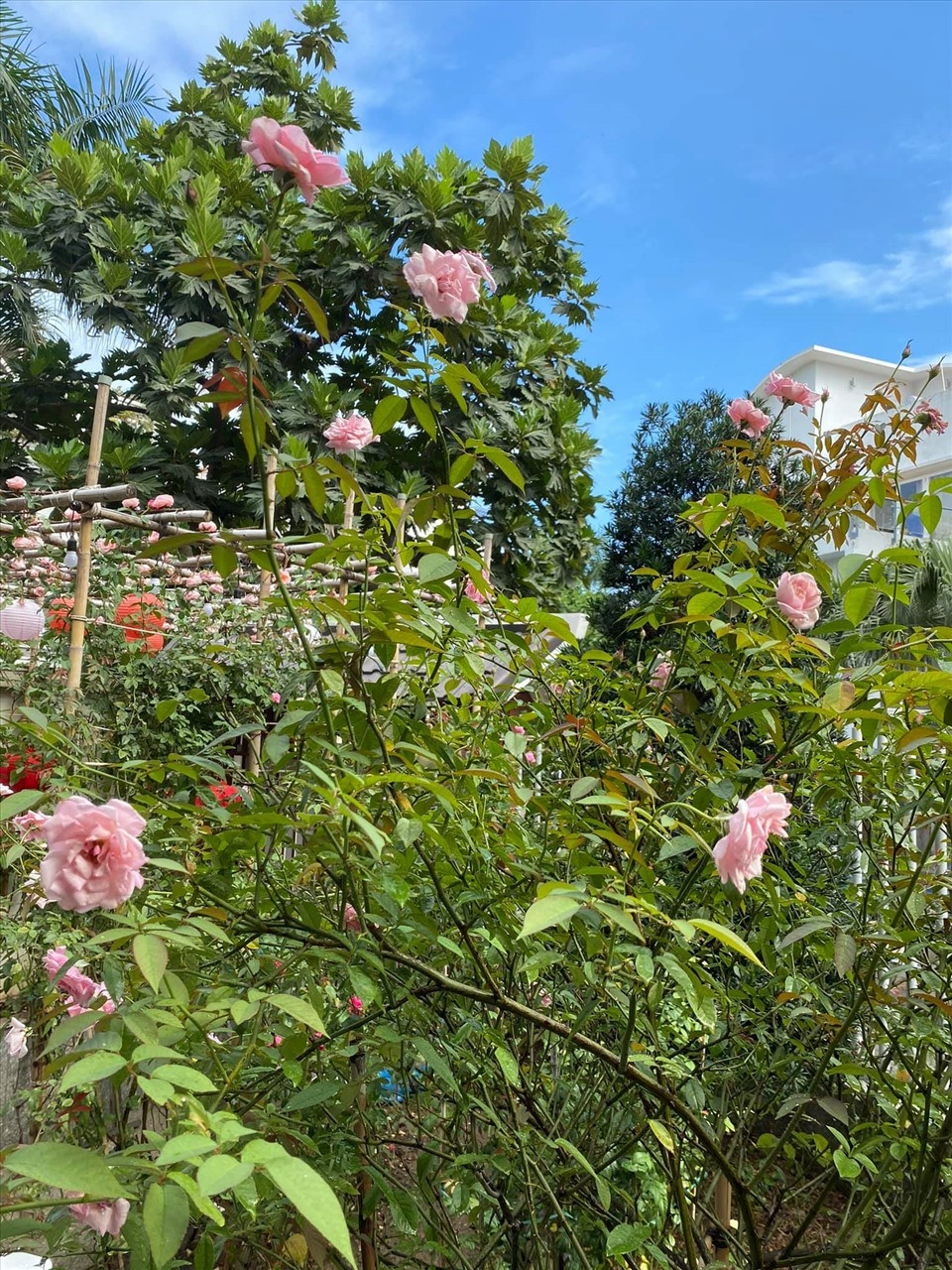 Bà xã Quý Bình - doanh nhân Ngọc Tiền gọi biệt thự của hai vợ chồng là "ngôi nhà hạnh phúc" Ảnh: FBNV