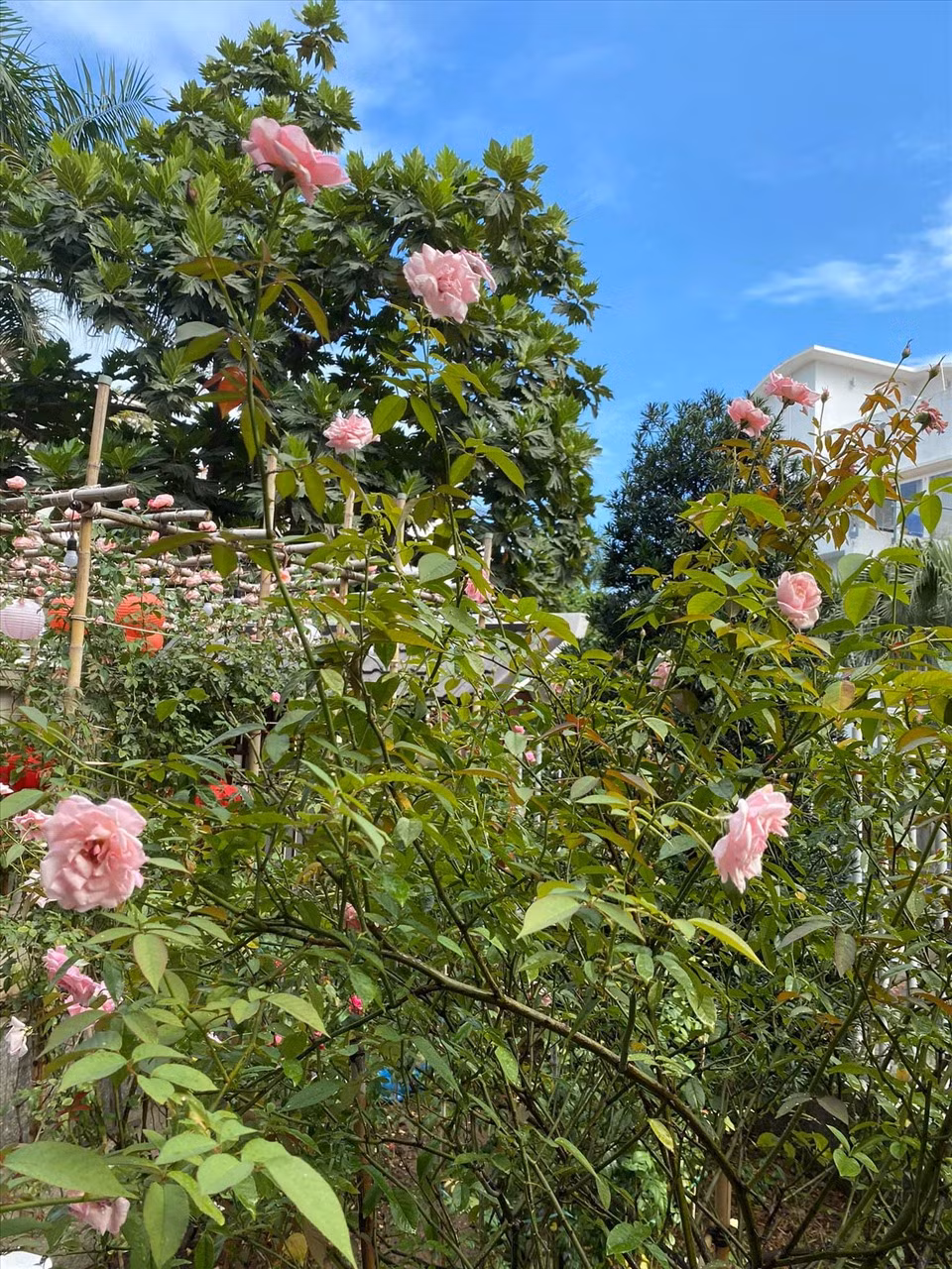 Bà xã Quý Bình - doanh nhân Ngọc Tiền gọi biệt thự của hai vợ chồng là "ngôi nhà hạnh phúc" Ảnh: FBNV