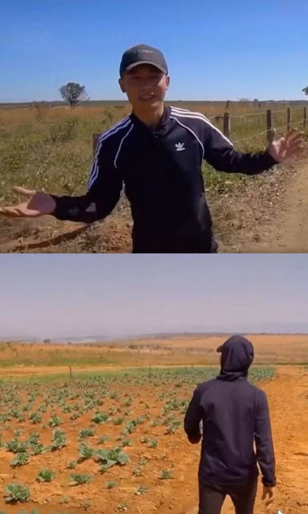 Đến nay, sau hơn 3 tháng cải tạo, nông trại của Quang Linh Vlog đã xanh mướt với rau tươi mơn mởn.