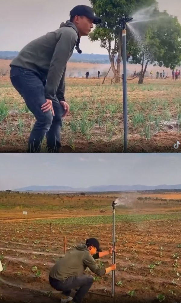 Quang Linh còn tận tay cắm vòi phun tưới tiêu cho cây trồng.