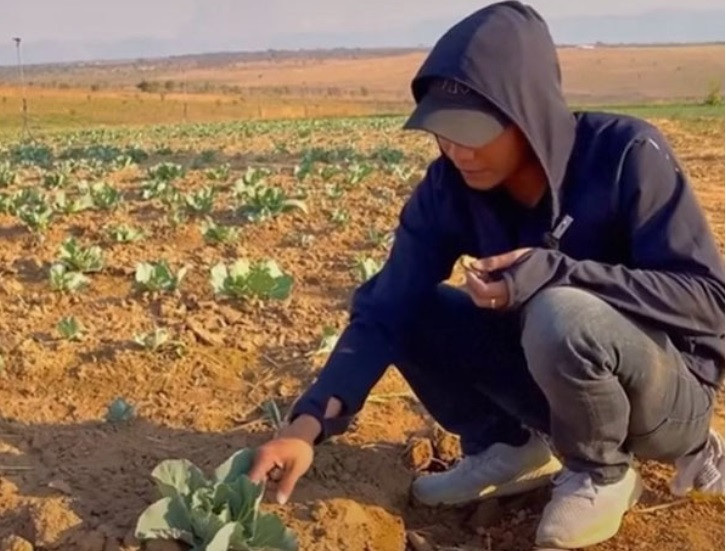 Những ruộng rau bắp cải chuẩn bị quấn lá, hành sắp được thu hoạch.