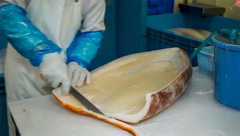 Mực lá đại dương có giá bán khá cao từ 300.000 - 350.000 đồng/kg. Và không phải lúc nào cũng mua được dễ dàng. Ảnh: Dân Việt