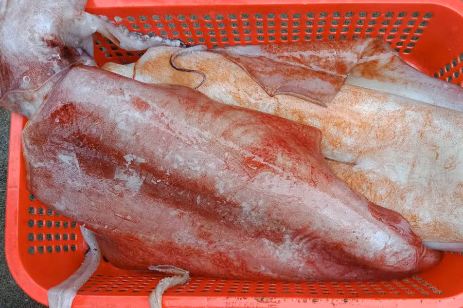 Gần đây, trên thị trường xuất hiện loại mực lá đại dương có kích thước khủng, nặng 8-19kg/con. Ảnh: 24hSeamart.