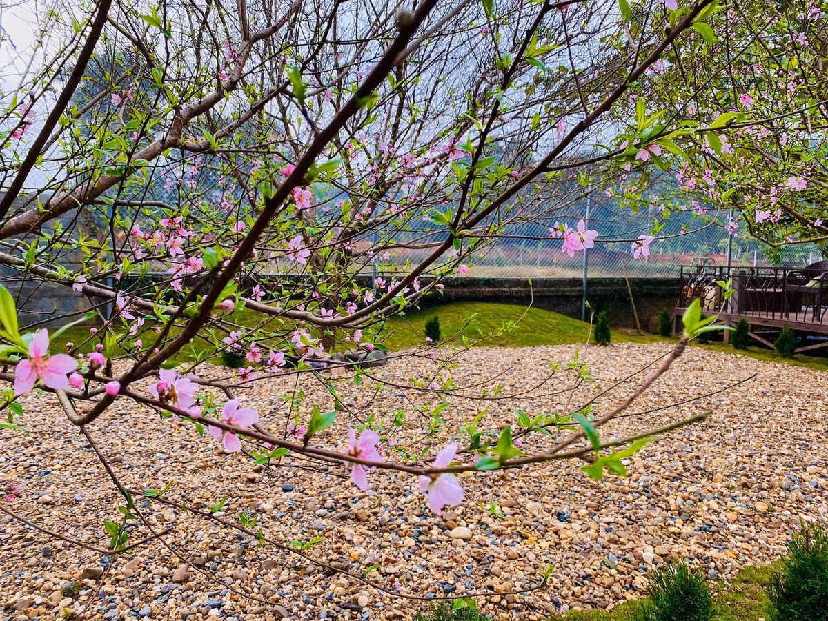 Vào mùa xuân, hoa đào bung nở khắp không gian. Ảnh: Vietnamnet