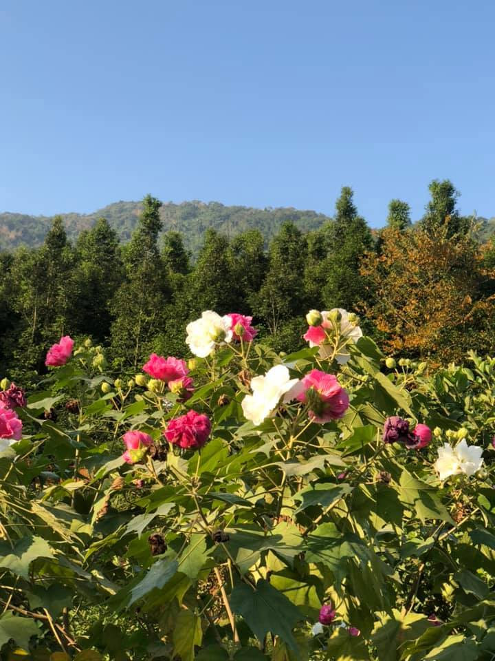 Một góc tràn ngập hoa trong trang trại của Việt Hoàn. Ảnh: Vietnamnet