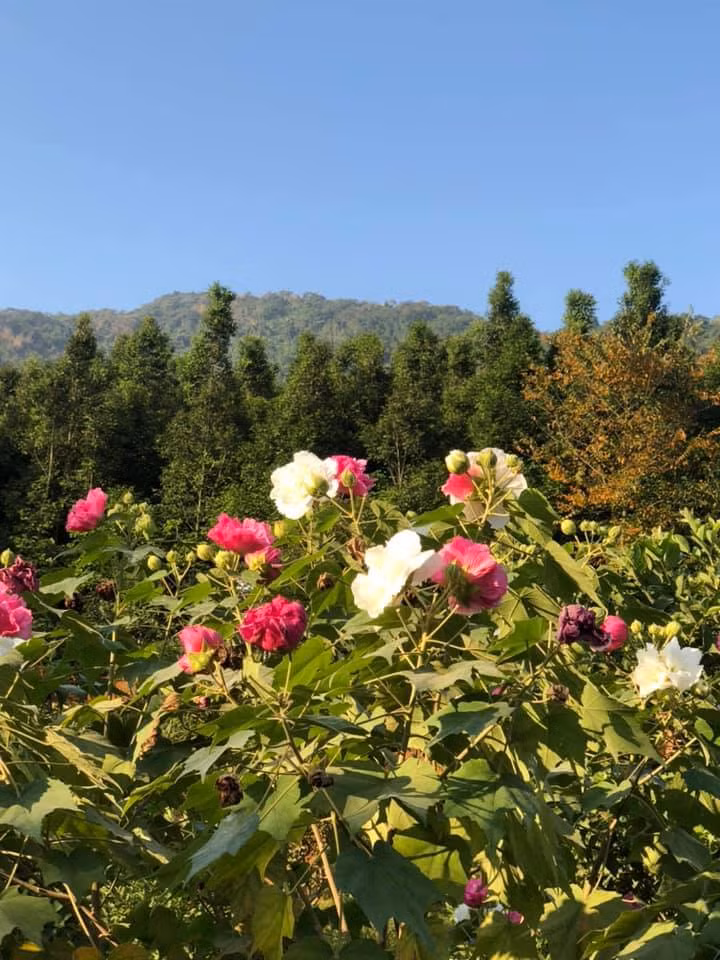 Một góc tràn ngập hoa trong trang trại của Việt Hoàn. Ảnh: Vietnamnet