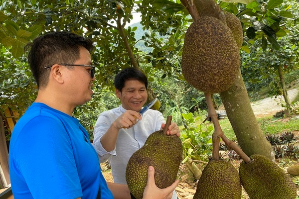 Trang trại của NSƯT Việt Hoàn trồng khá nhiều cây mít, cây nào cũng sai quả trĩu quả. Ảnh: Vietnamnet