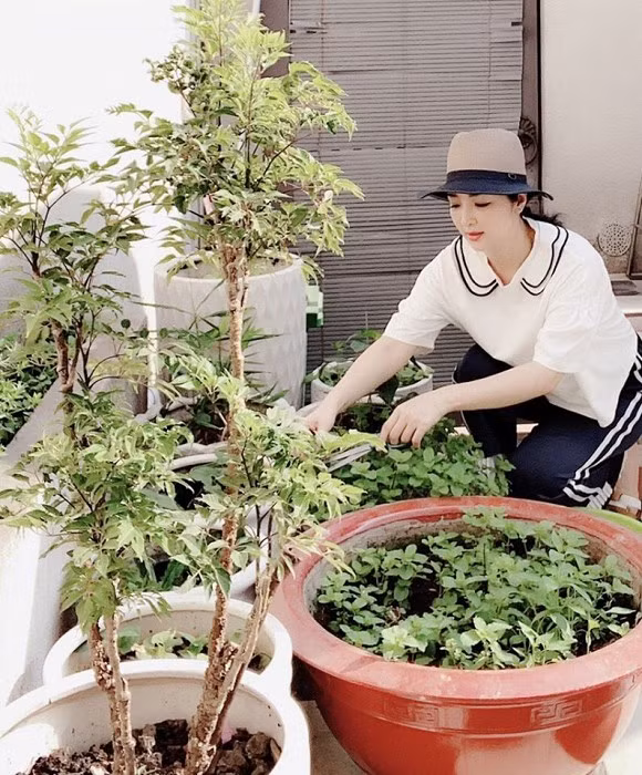 Rau thường được trồng theo kiểu cuốn chiếu trong từng chậu.