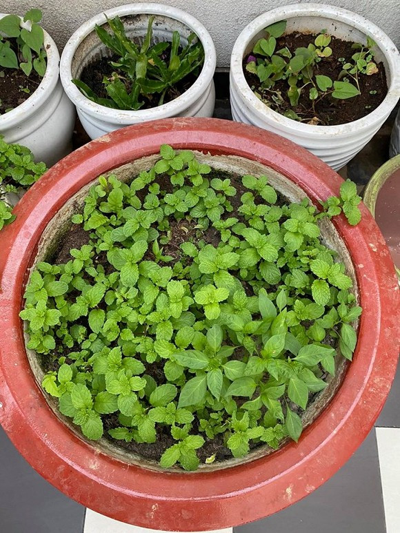 Các loại rau trồng trong chậu đều xanh non mơn mởn và tốt um.