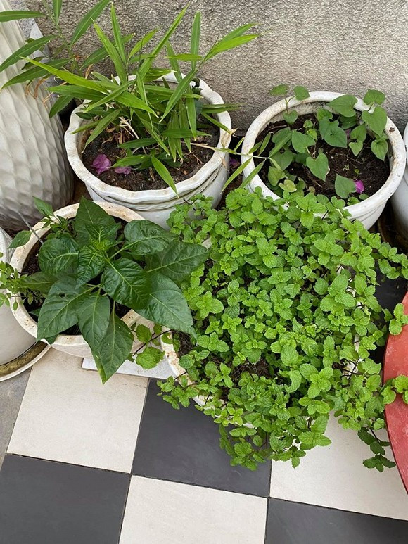 Rau được trồng theo phương pháp tự nhiên, không sử dụng thuốc trừ sâu.