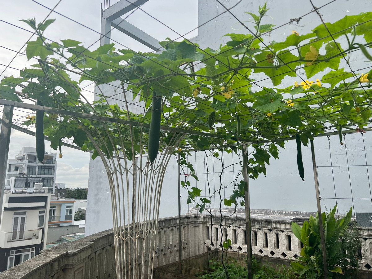 Kín tiếng về chuyện riêng tư nhưng Hoa hậu Giáng My lại thường xuyên chia sẻ về khu vườn ngập tràn cây ăn trái và hoa trong căn biệt thự ở quận 2 (TP HCM).