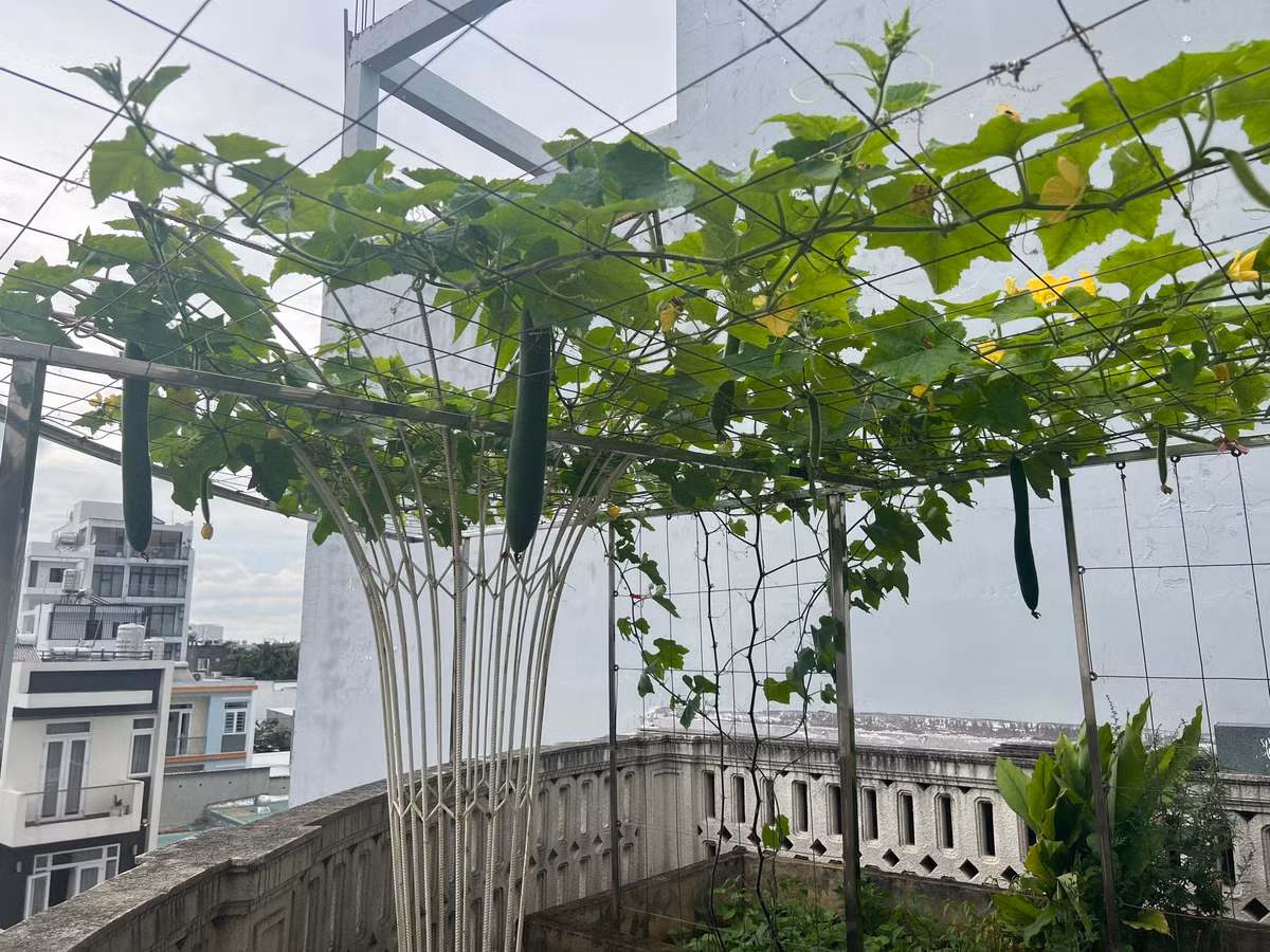 Kín tiếng về chuyện riêng tư nhưng Hoa hậu Giáng My lại thường xuyên chia sẻ về khu vườn ngập tràn cây ăn trái và hoa trong căn biệt thự ở quận 2 (TP HCM).