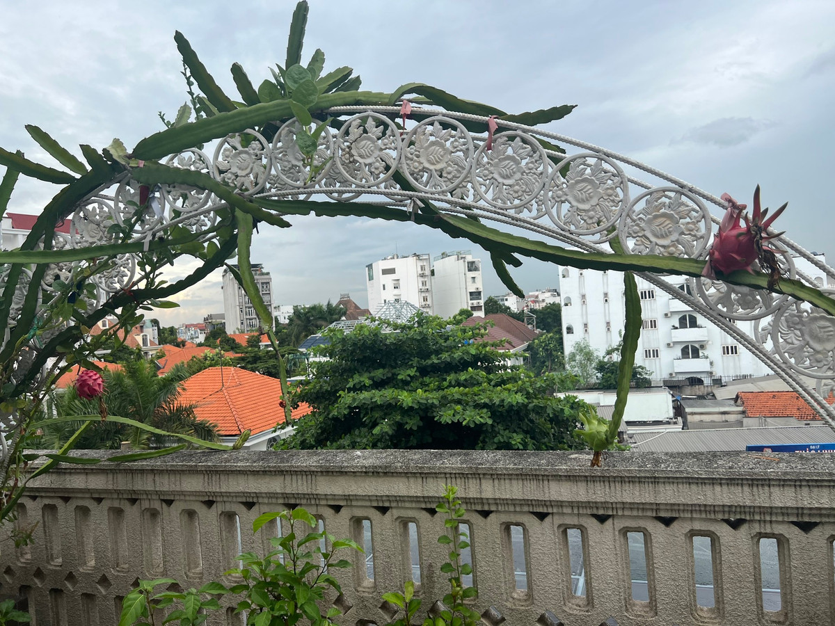 Mới đây, trên trang cá nhân, Hoa hậu Giáng My khoe thành quả bội thu thanh long, quất, rau, bầu, hoa.