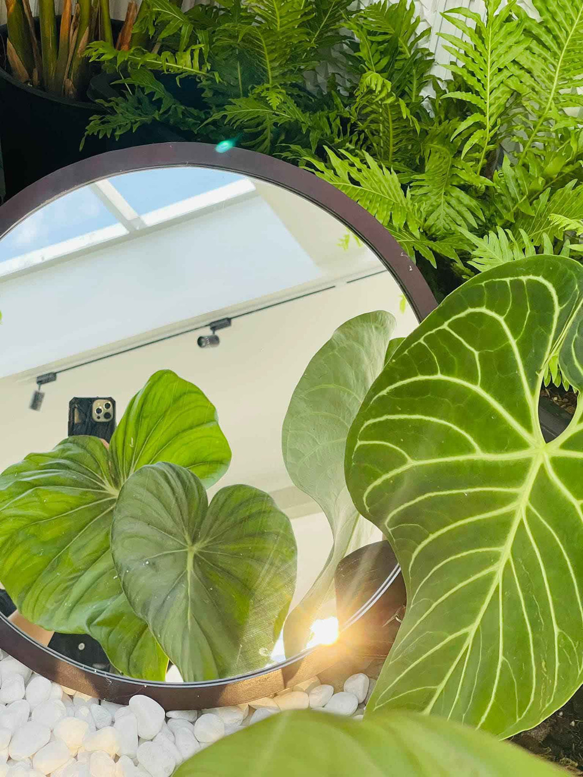 Chỉ tính riêng cây, Phan Hiển đã đầu tư khoảng vài trăm triệu. Ngoài ra, còn rất nhiều chi phí khác.