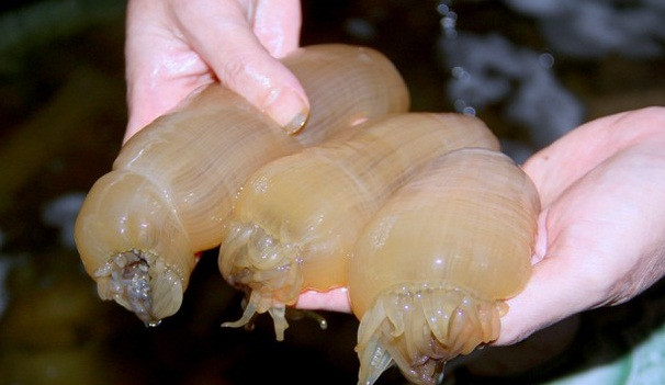 Chủ các nhà hàng cho biết, có nhiều nguyên nhân khiến giá rum biển tăng cao. Một trong số đố là việc đánh bắt hiện chủ yếu dựa vào thủ công và kinh nghiệm của người thợ lặn. Ảnh: Báo Nghệ An