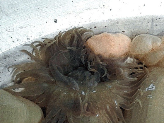 Phần lớn, khách hàng muốn mua đều phải đặt trước mới có. Ảnh: Dân Việt