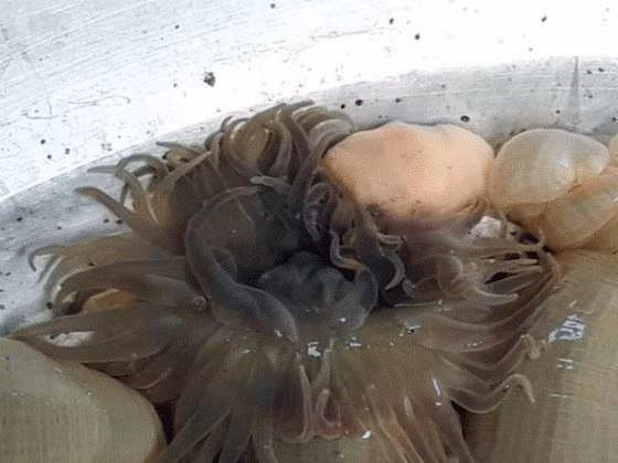 Phần lớn, khách hàng muốn mua đều phải đặt trước mới có. Ảnh: Dân Việt