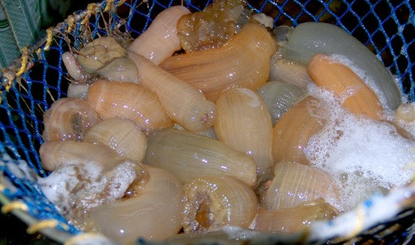 Bình thường, giá rum biển dao động trong khoảng 100.000 - 130.000 đồng/kg. Tuy nhiên, thời điểm này giá rum biển loại 1 đã tăng lên từ 180.000 - 200.000 đồng/kg. Ảnh: Báo Nghệ An