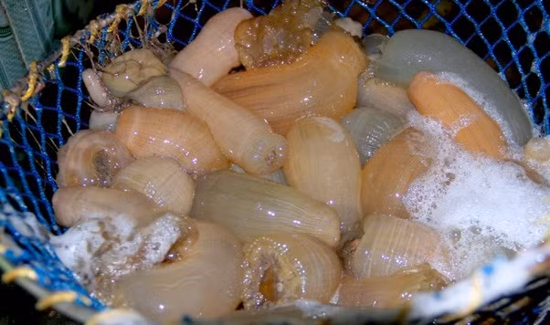 Bình thường, giá rum biển dao động trong khoảng 100.000 - 130.000 đồng/kg. Tuy nhiên, thời điểm này giá rum biển loại 1 đã tăng lên từ 180.000 - 200.000 đồng/kg. Ảnh: Báo Nghệ An