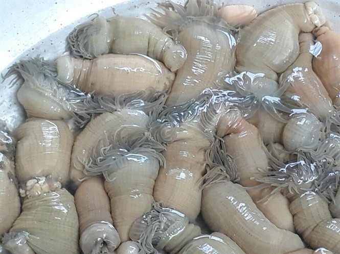 Thêm nữa, thời điểm này rum khan hiếm nên nguồn hàng cung cấp bị giảm mạnh. Ảnh: Nông nghiệp