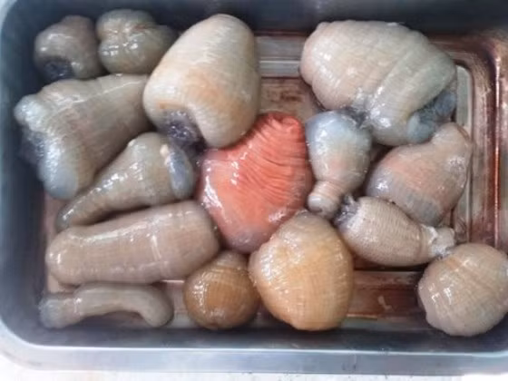 Theo người dân địa phương, càng cuối năm, rum biển càng đắt hàng và không phải cứ có tiền là mua được. Ảnh: Vietnamnet