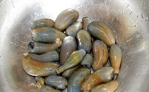 Rum biển cũng được phơi khô, tán bột dùng dần. Giá bột rum rất cao, khoảng 1,5 triệu đồng/kg. Ảnh: Báo Nghệ An