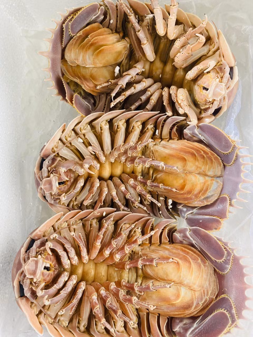 Loài sinh vật này có lớp vỏ cứng với nhiều chân nhỏ mọc khắp thân, móng vuốt sắc nhọn, khiến nhiều người "rùng mình". Ảnh: Facebook