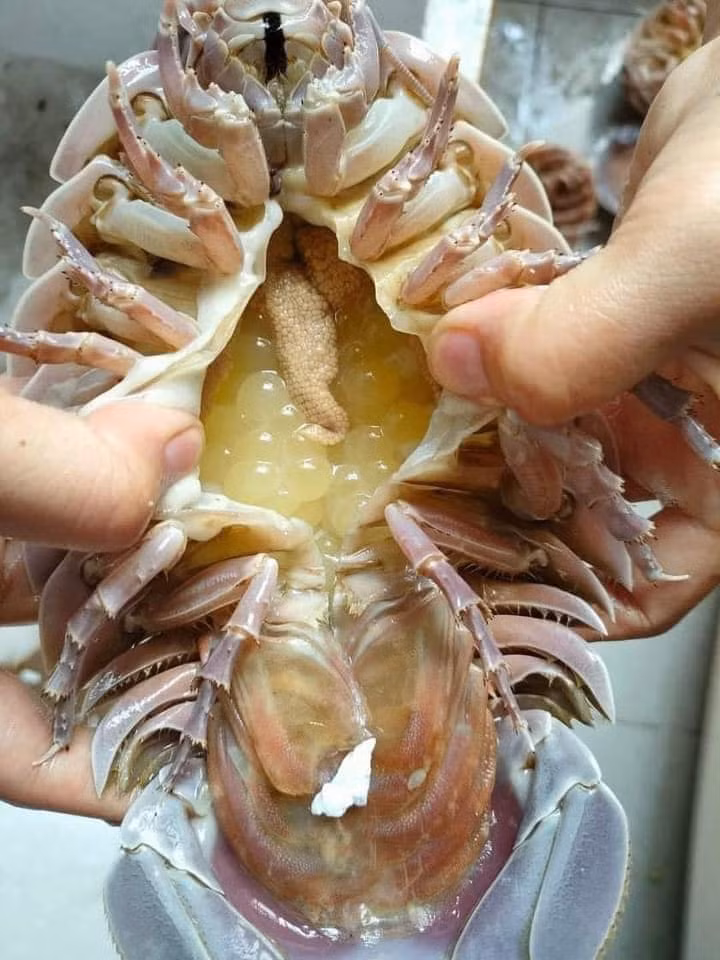 Bọ biển có giá từ 2,5 - 3 triệu đồng/kg, có thời điểm giới nhà giàu sẵn sàng chi tới 4 triệu đồng để săn lùng sinh vật xấu xí này. Ảnh: Facebook