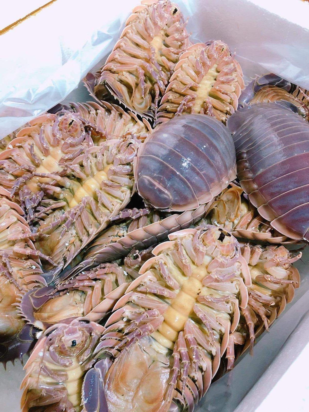 Do số lượng bọ biển không nhiều và việc đánh bắt cũng khó khăn nên không phải ai cũng có cơ hội được thưởng thức. Ảnh: Facebook