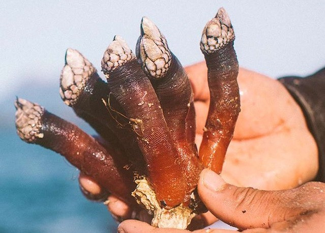 Để bắt được hà ngỗng, ngư dân phải lựa thời điểm mực nước thấp, cheo leo trên các mỏm đá giữa biển để tìm kiếm. Nếu mực nước dâng cao, sóng biển có thể cuốn trôi ngư dân xấu số. Ảnh: Getty