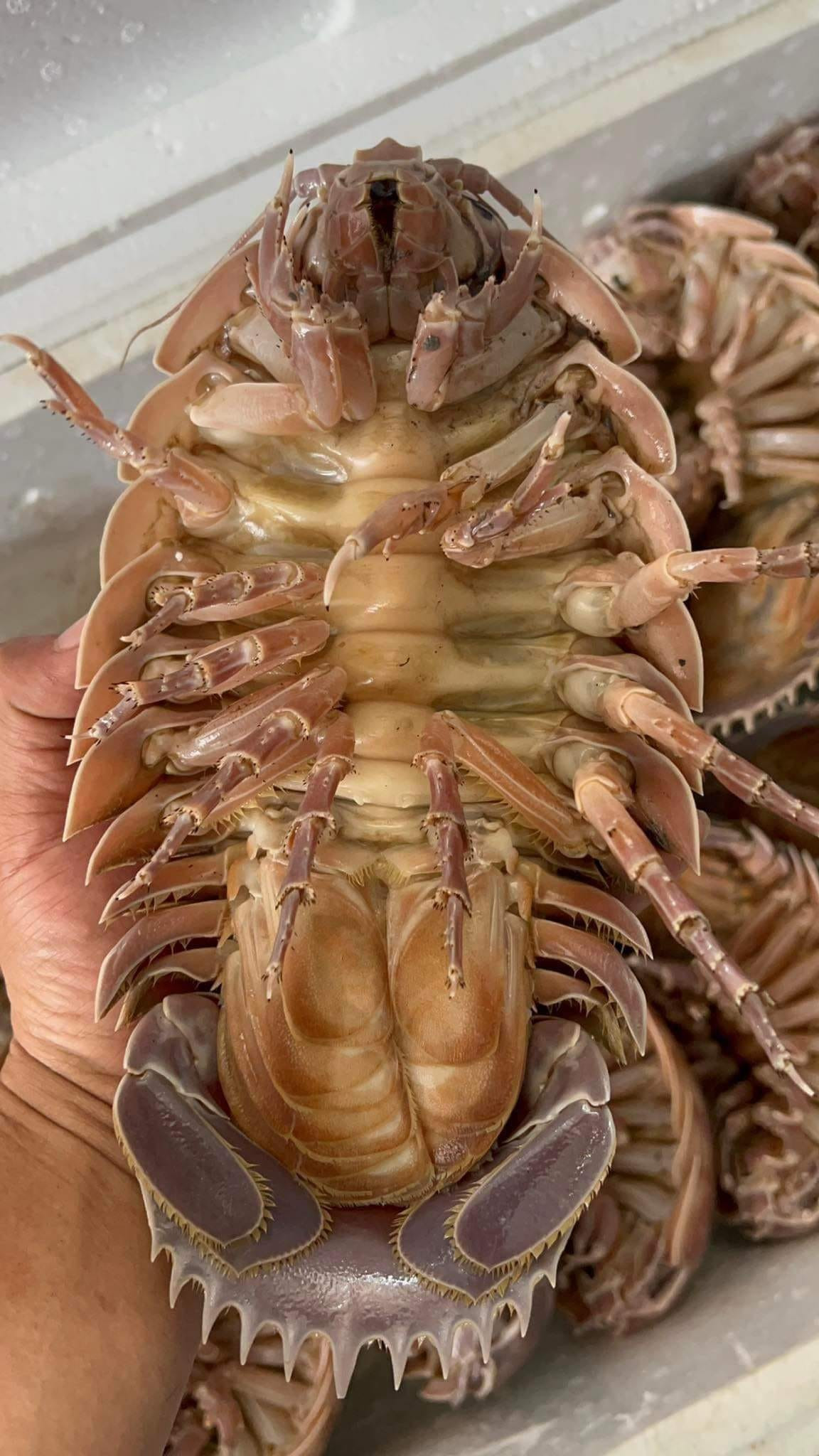 Ở Việt Nam, bọ biển được coi là đặc sản đắt đỏ và quý giá, xuất hiện nhiều tại vùng biển thuộc khu vực các tỉnh Khánh Hòa, Phú Yên, Quảng Ngãi...Ảnh: Facebook