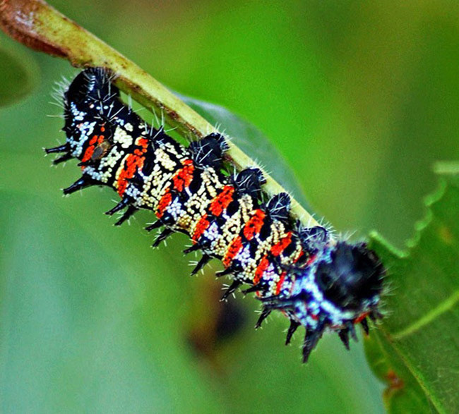 Thế nhưng, loài sâu này lại là đặc sản, vừa ngon vừa bổ dưỡng với giá thành cực kỳ đắt đỏ. Ảnh: Getty