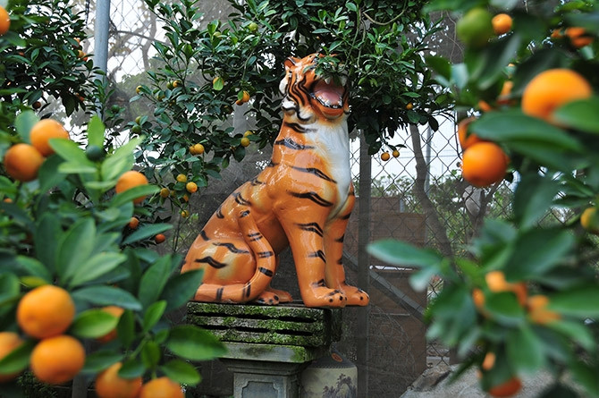 Năm nay, làng Tứ Liên có sản phẩm "Hổ vàng cõng quất bonsai" thu hút đông đảo khách hàng. Ảnh: Dangcongsan.