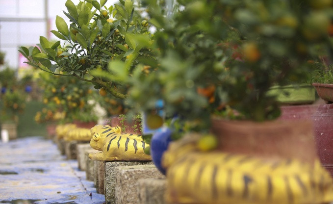 Giá mỗi chậu hổ ôm quất bonsai từ 1 - 6 triệu đồng, tuỳ kích cỡ và dáng cây. Ảnh: Congluan