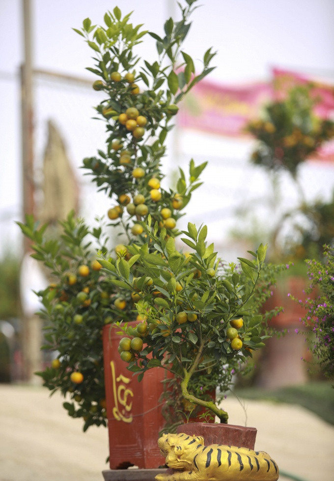 Tuy nhiên, số lượng hổ vàng cõng quất không có nhiều. Ảnh: Congluan