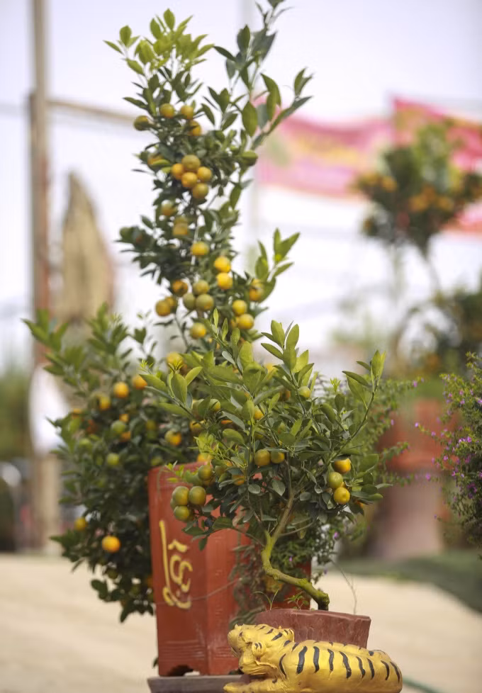 Tuy nhiên, số lượng hổ vàng cõng quất không có nhiều. Ảnh: Congluan