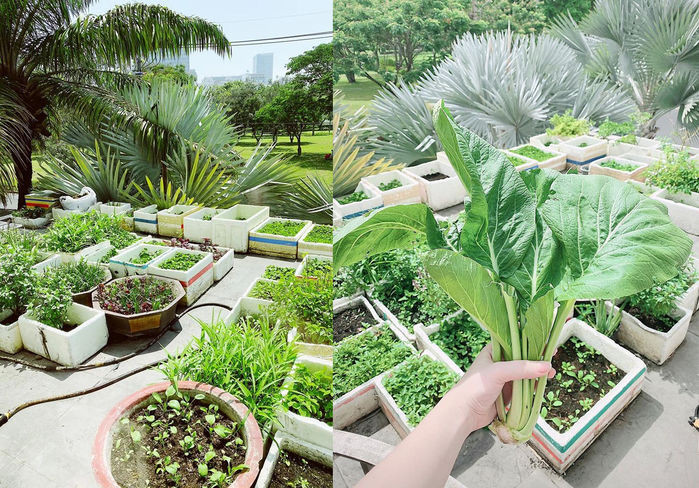 Bảo Thy còn dành riêng một góc để trồng các loại rau xanh. Ảnh: FB Bảo Thy