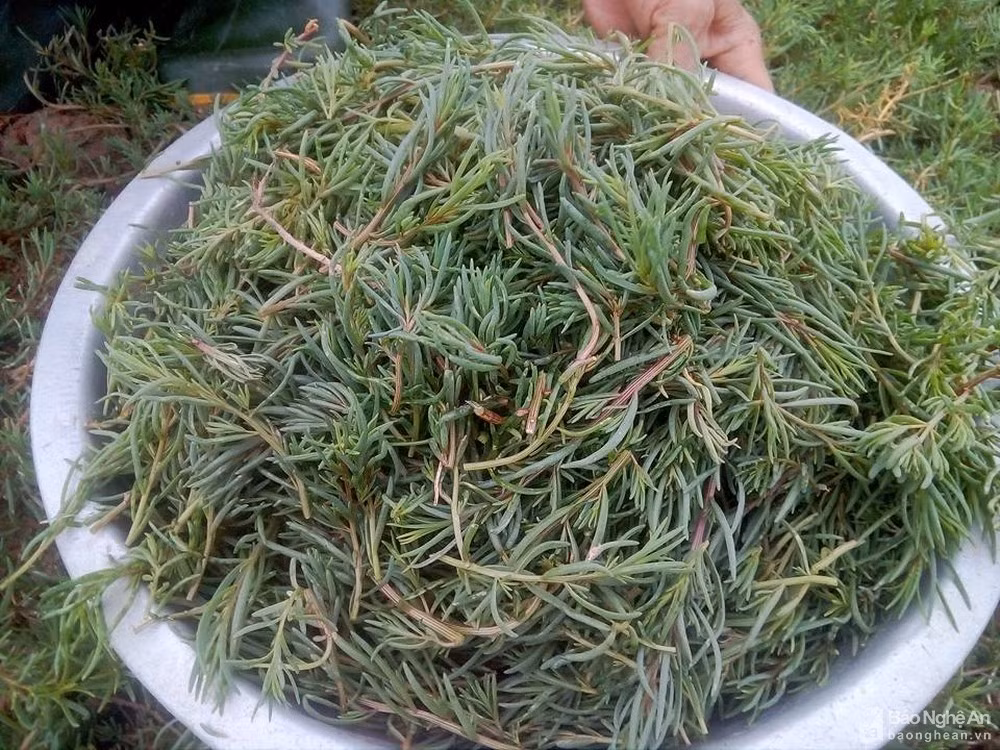 3 loai rau “cuu doi” nha ngheo, gio co tien cung kho ma mua