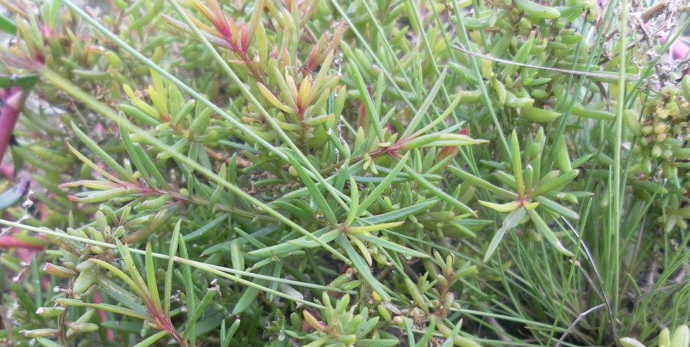 Rau nhót có thân màu tím, lá giống hoa mười giờ, mọc dại ở ven các cánh đồng muối, ven sông hoặc ven các đầm nuôi tôm các nước lợ. Ảnh: Dân trí