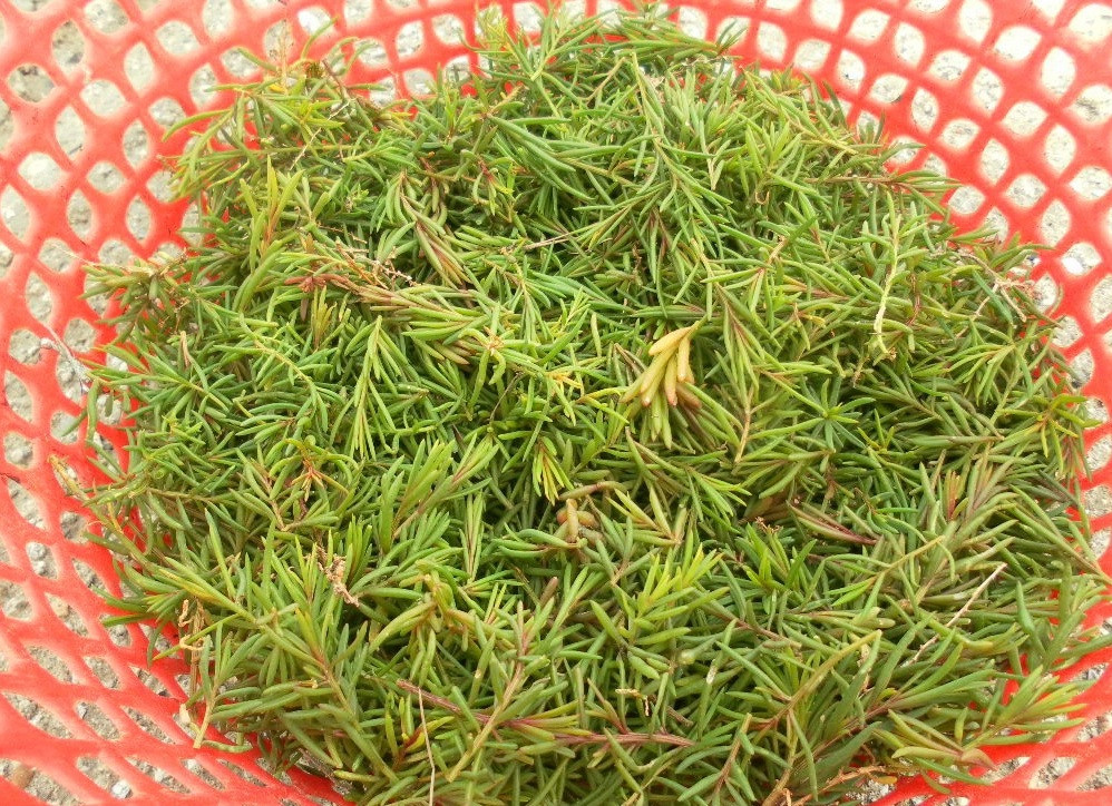 Thế nhưng, giờ đây, rau nhót không mọc ít hơn trước, việc hái mất nhiều thời gian nên nguồn cung ít dần. Khách muốn ăn phải đặt trước mới có. Ảnh: Dân trí