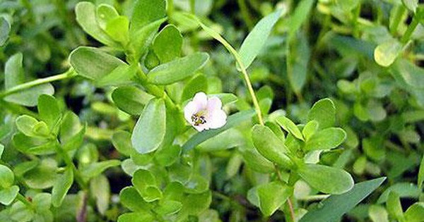 Dù khá đắt nhưng không ít gia đình vẫn chi tiền để được ăn ít nhất một lần trong đời vì độ thơm ngon và cực kỳ tốt cho sức khỏe. Ảnh: Internet