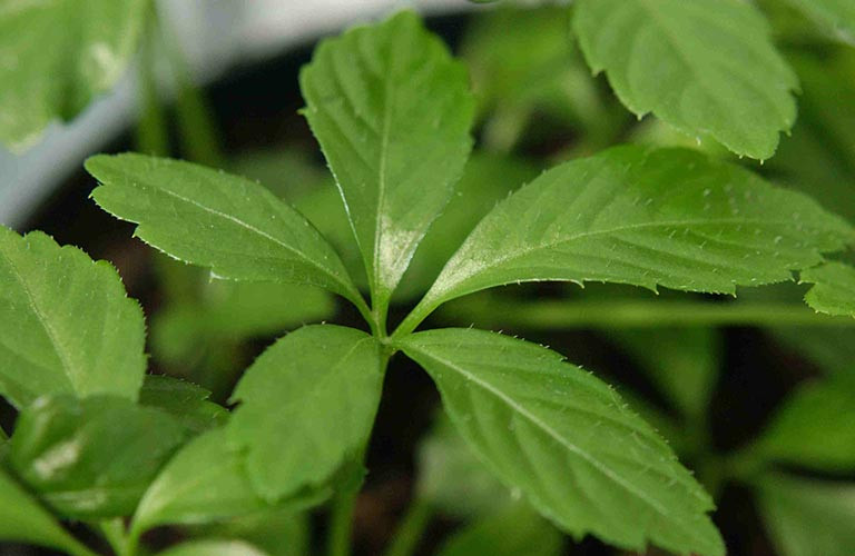 Vài năm gần đây, giảo cổ lam trở thành đặc sản được nhiều người săn lùng vừa chữa bệnh, vừa làm rau ăn. Ảnh: Internet