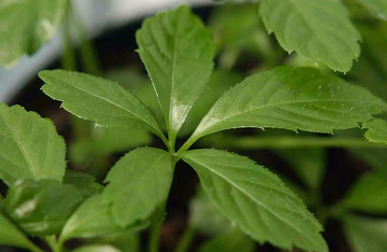 Vài năm gần đây, giảo cổ lam trở thành đặc sản được nhiều người săn lùng vừa chữa bệnh, vừa làm rau ăn. Ảnh: Internet