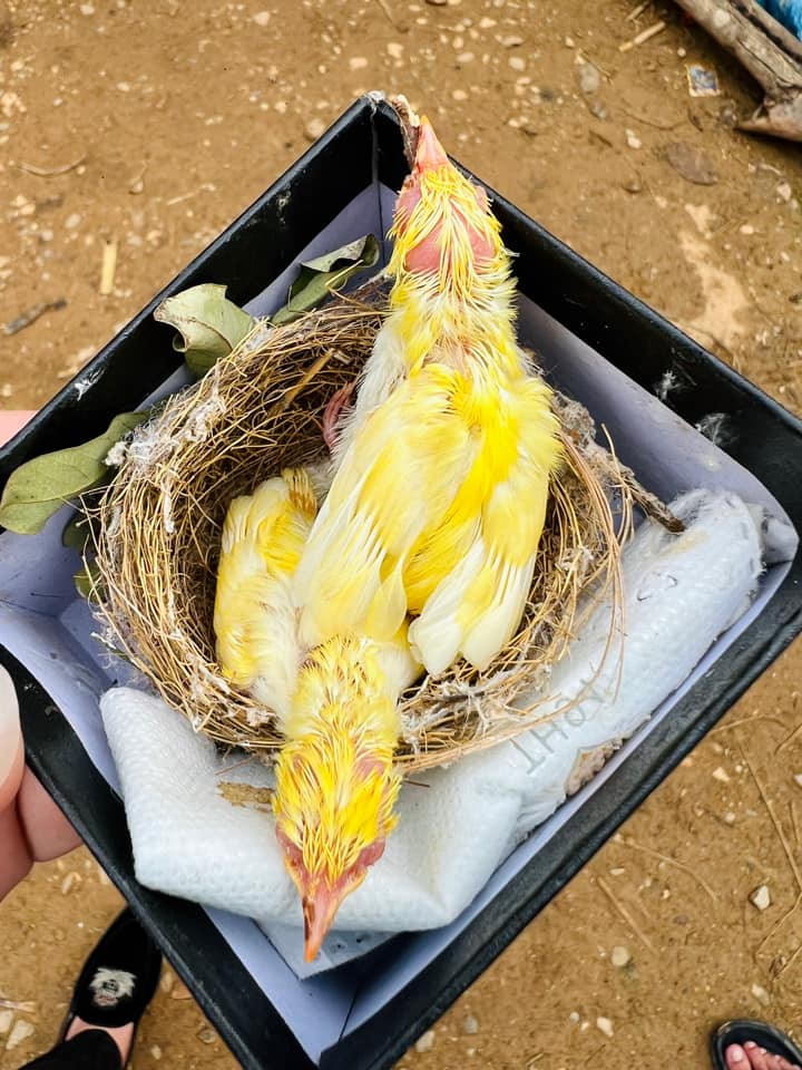 Anh thậm chí còn đem theo các "siêu sao" chim đột biến đón hồi tháng 4 đi cùng để giao lưu.