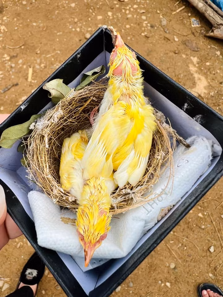 Anh thậm chí còn đem theo các "siêu sao" chim đột biến đón hồi tháng 4 đi cùng để giao lưu.