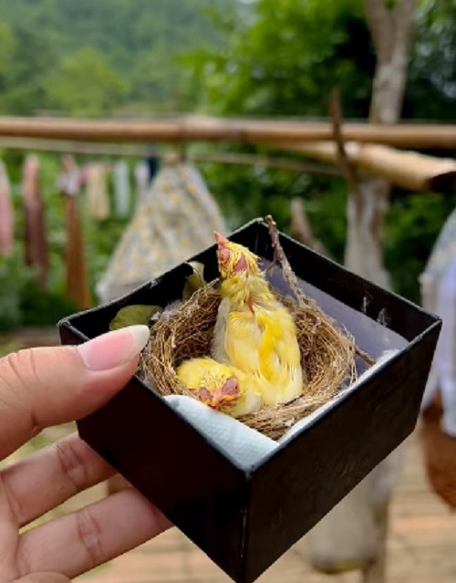 Bởi, trước đó vào ngày 22/4, anh đã "âm thầm" săn được thêm 1 tổ hoàng khuyên 1 con nữa, bổ sung vào bộ sưu tập hàng chục tỷ của mình.