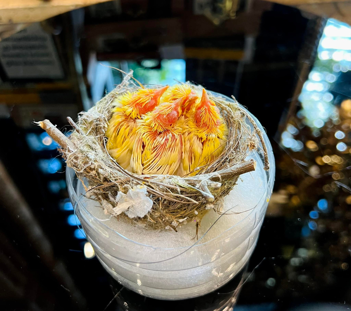 Đây là loại đột biến hoàn toàn rất hiếm thấy ở vành khuyên.