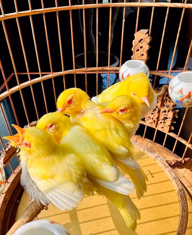 Được biết, anh Chương Tailor đã phải chi tới gần nửa tỷ đồng để sở hữu tổ chim đột biến độc đáo này.