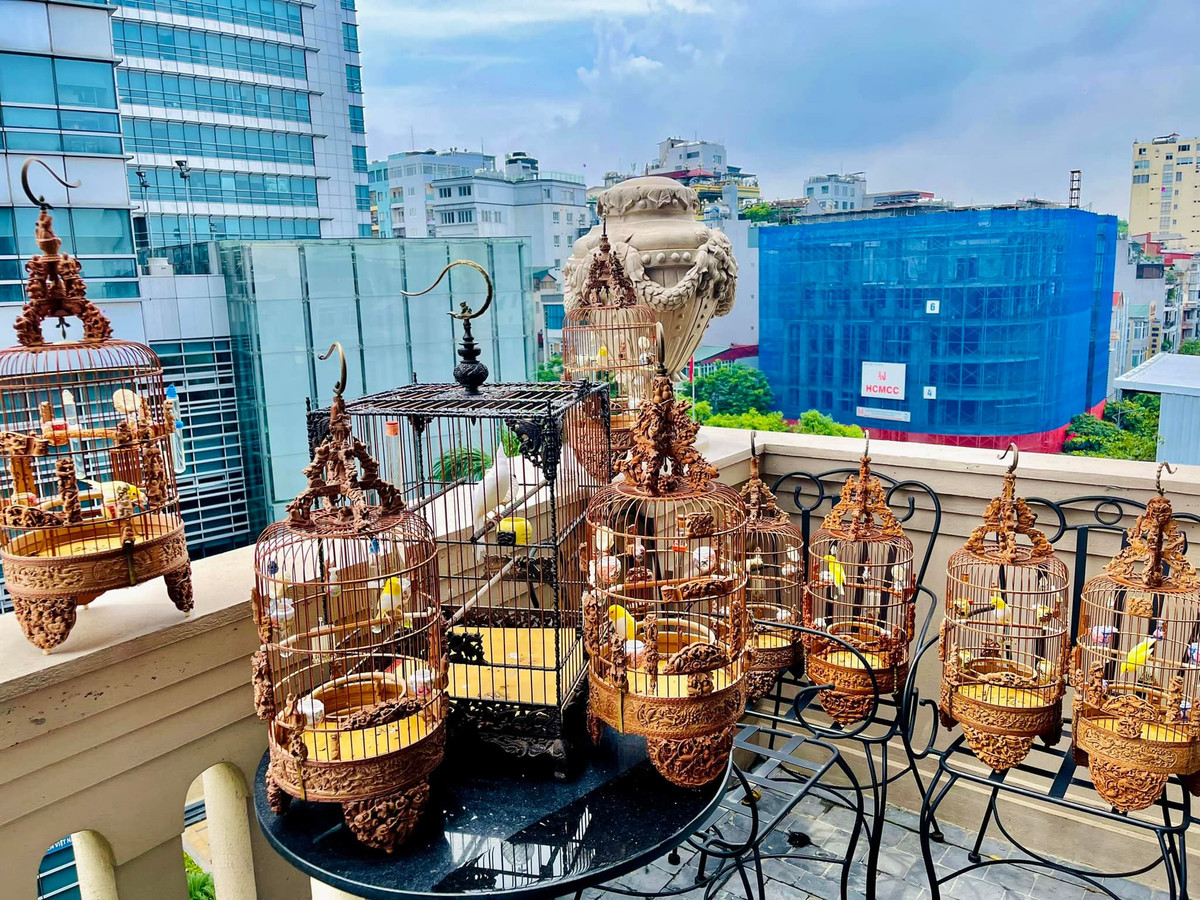 Đến nay, Chương Tailor có gần 100 chú chim đột biến với tổng trị giá hơn 10 tỷ đồng. Ngoài ra, anh cũng bỏ ra hơn 10 tỷ để mua lồng nuôi những chú chim đó. Nguồn ảnh; FBNV