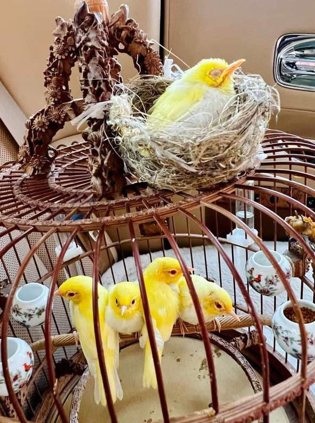 Số lượng hoàng khuyên ruby mắt đỏ non anh Chương Tailor mang đi Cao Bằng không chỉ 4 con mà là 5 con.